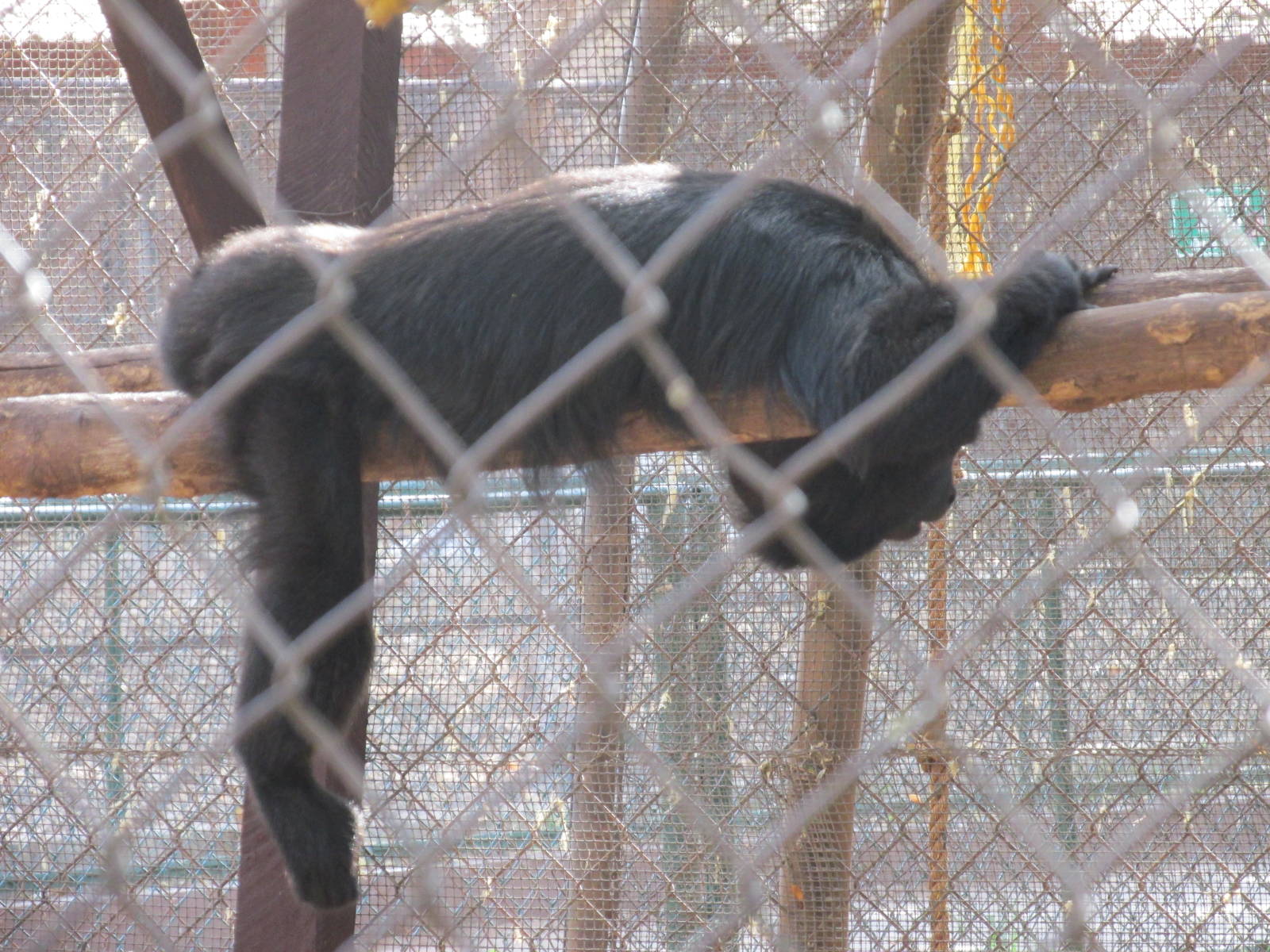 yucatan black howler monkey centenario zoo