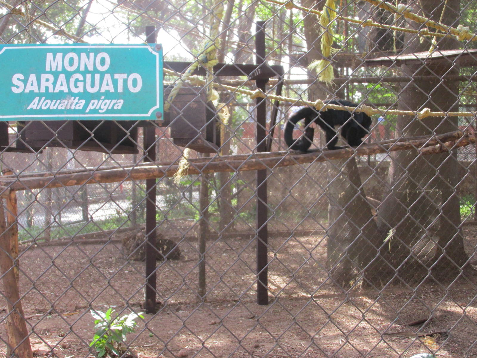 Yucatan black howler monkey exhibit Centenario zoo
