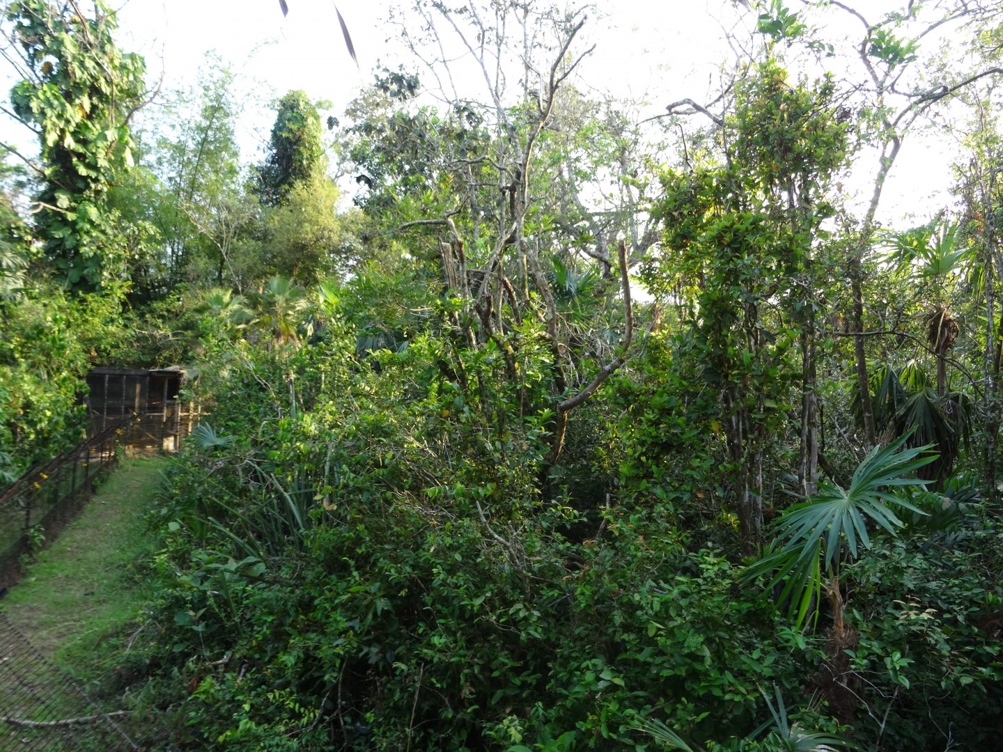 Yucatan Black Howler Monkey Exhibit
