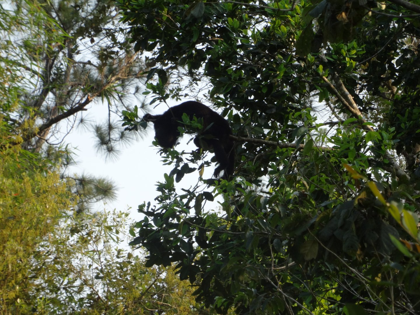 Yucatan Black Howler Monkey