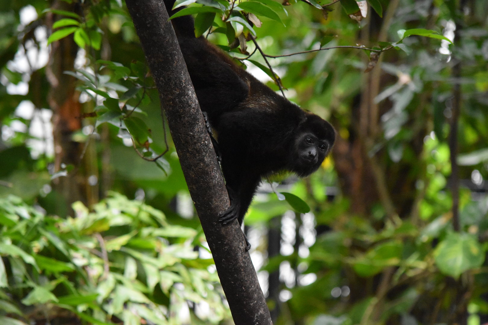 Yucatán black howler