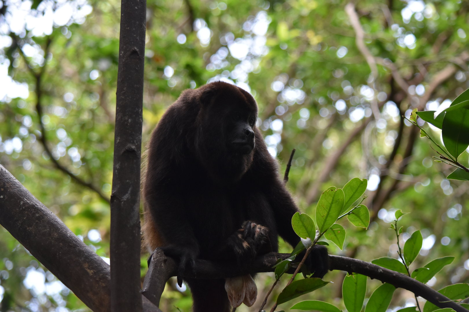 Yucatán black howler