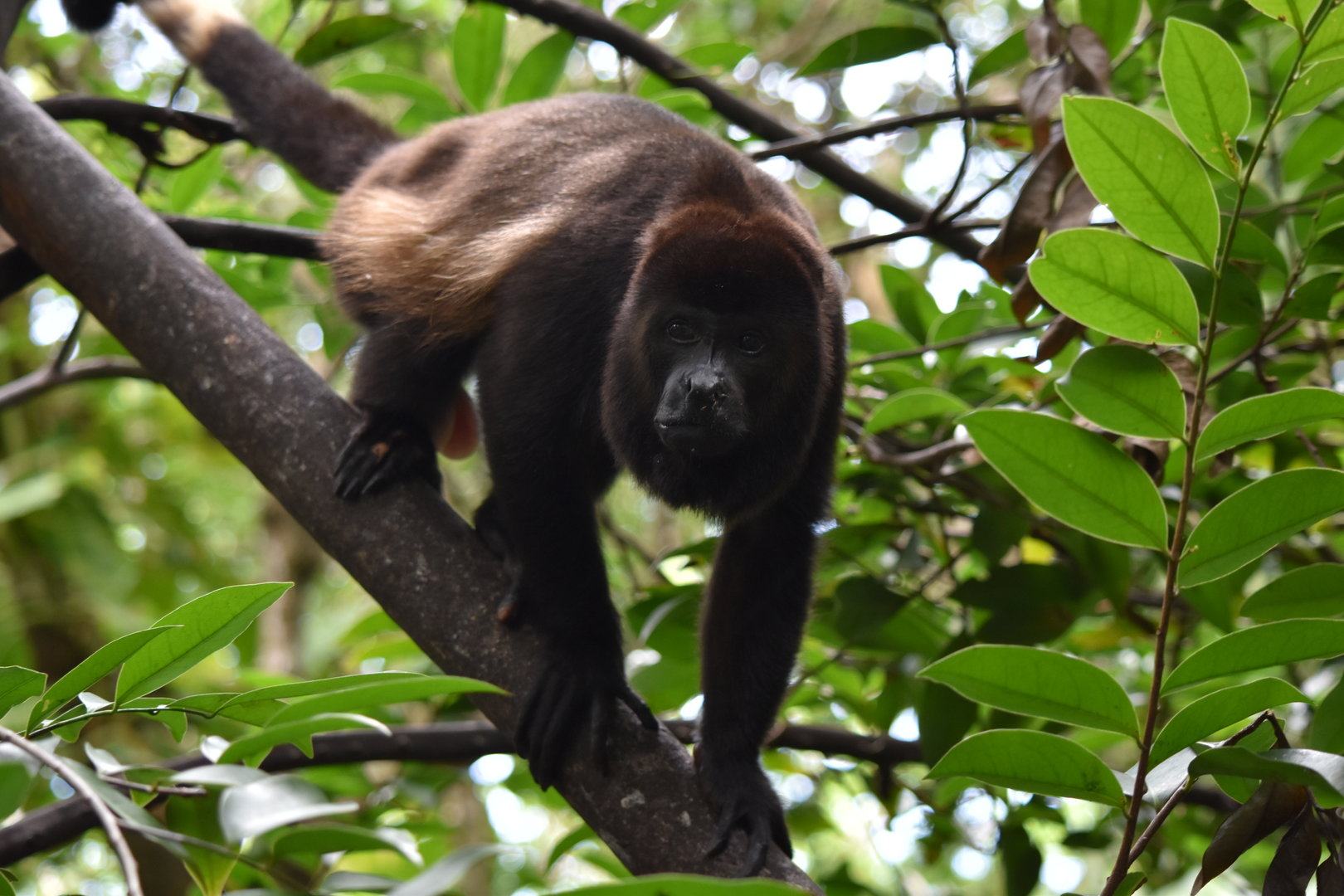 Yucatán black howler