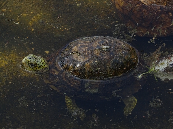 Yucatán box turtle (Terrapene yucatana)