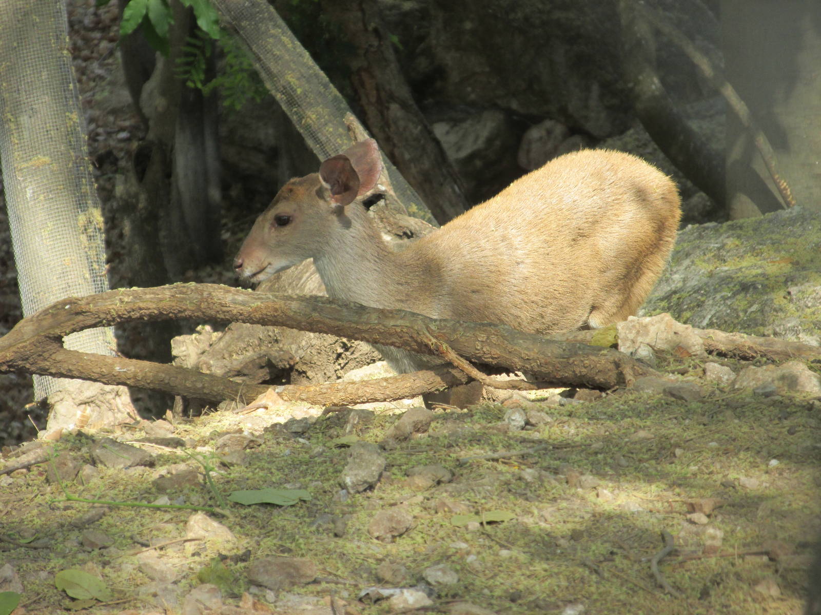 Yucatan brocket deer Animaya