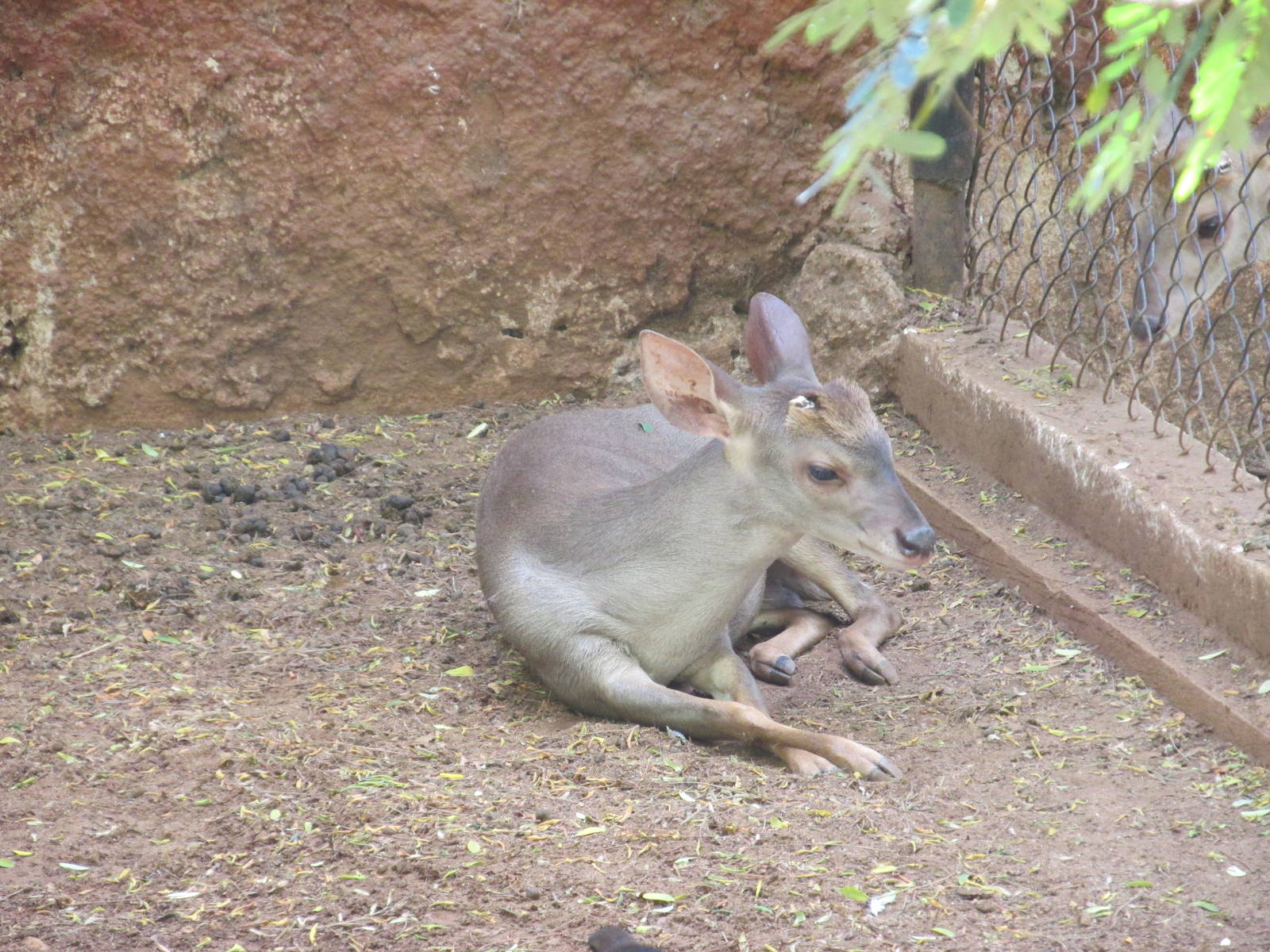 yucatan brocket deer centenario zoo
