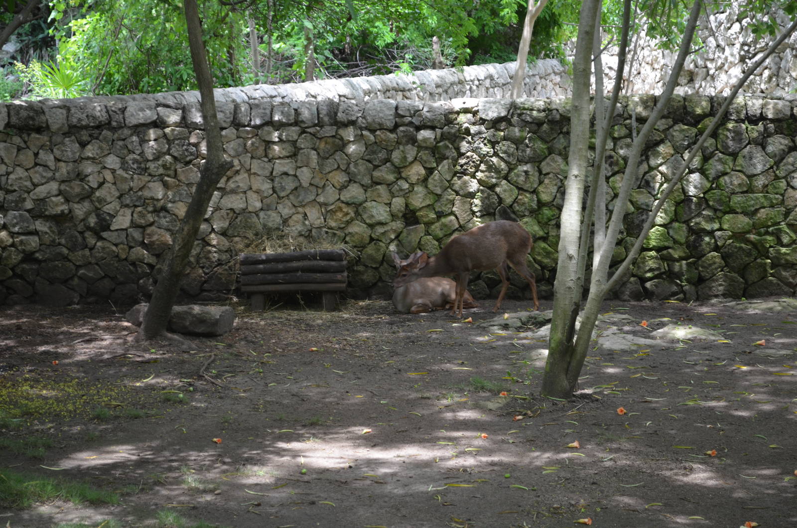 Yucatan brocket deer (Mazama pandora)