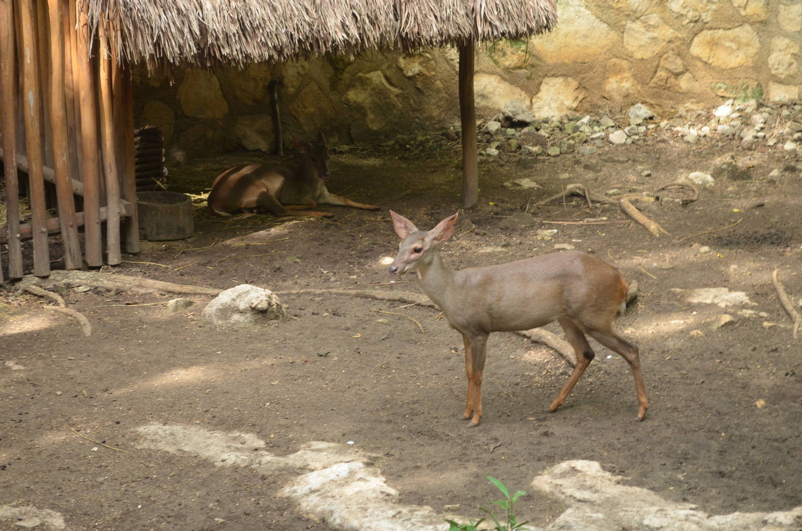 Yucatan brocket deer (Mazama Pandora)