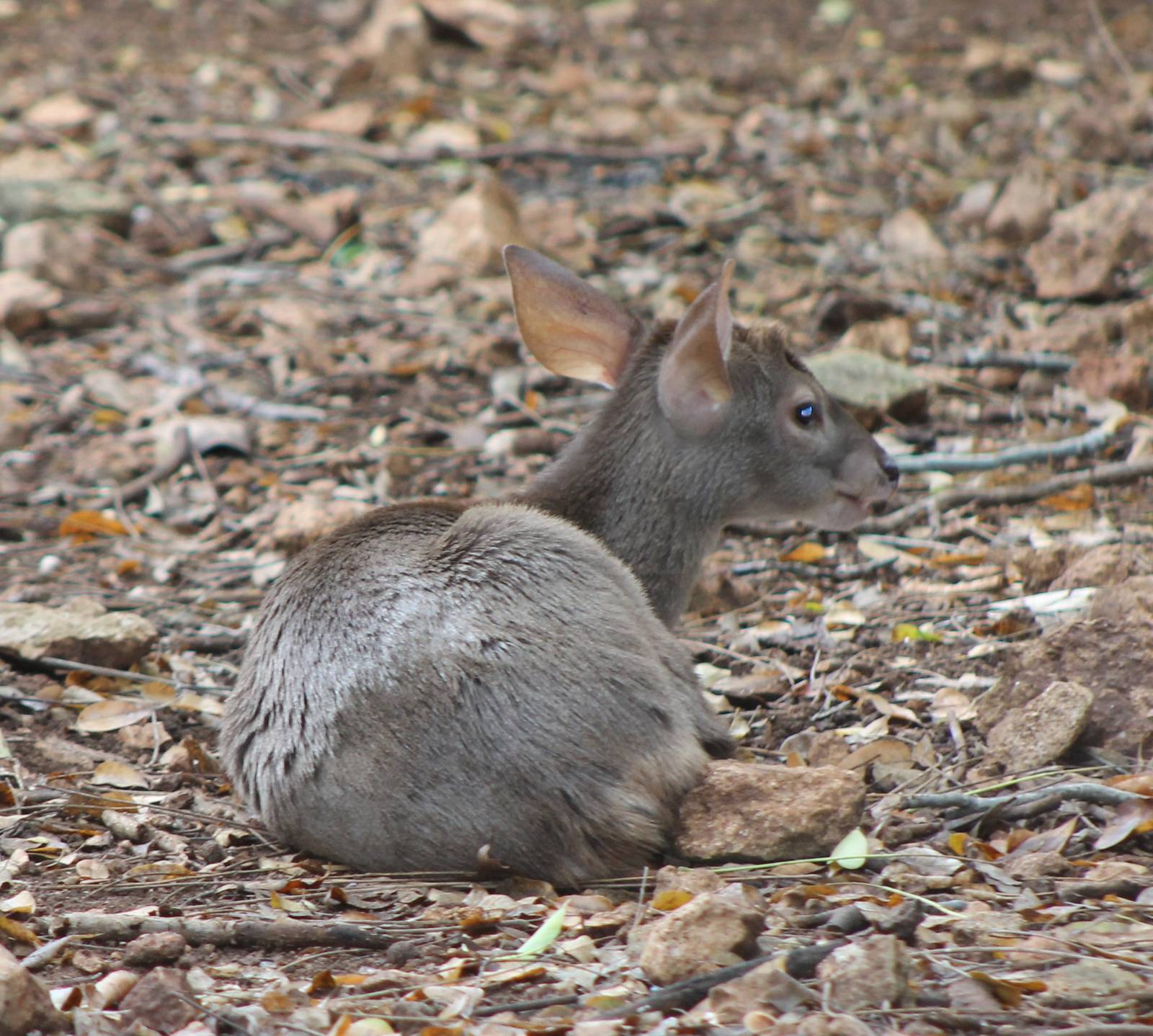 Yucatan brocket deer
