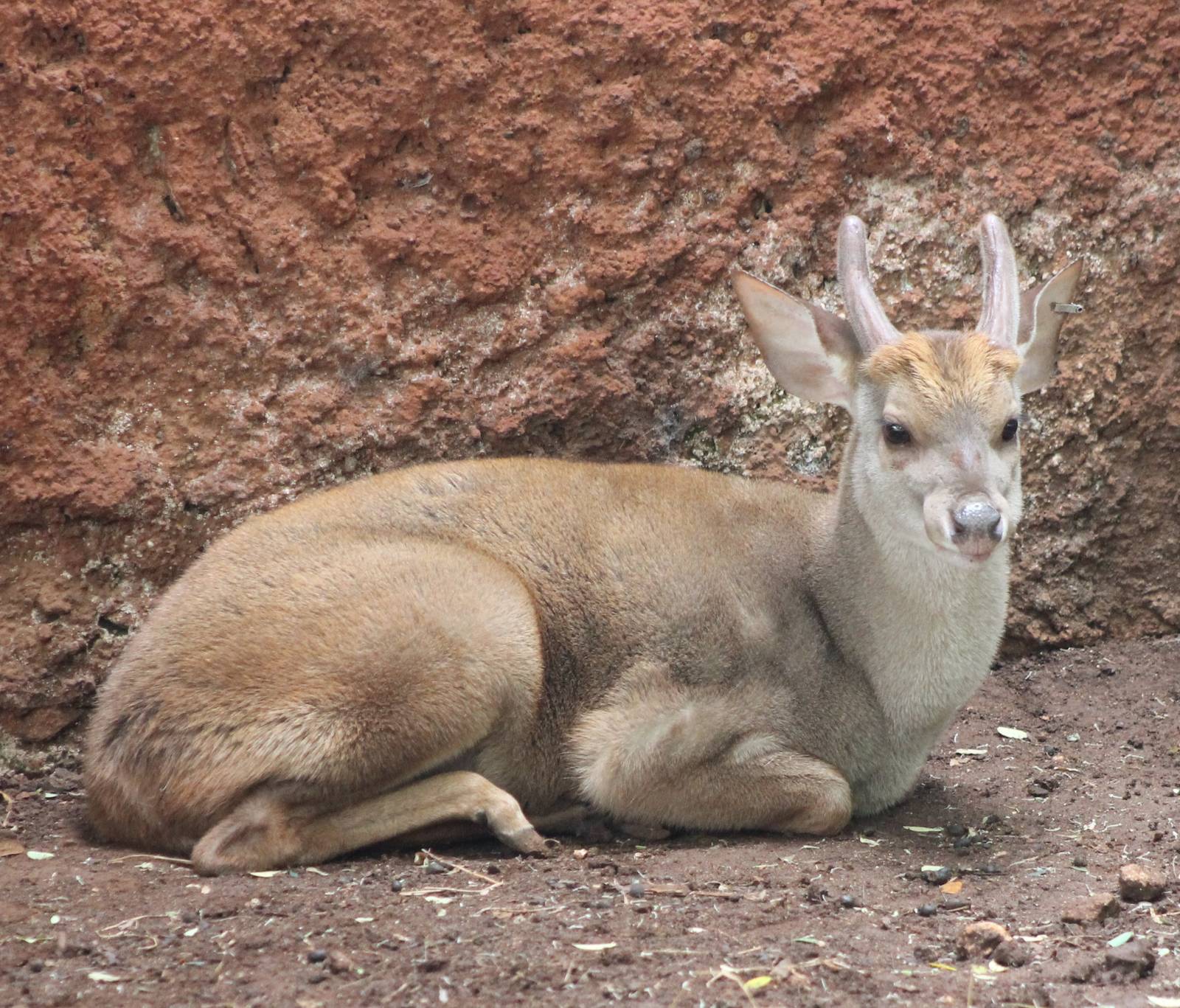 Yucatan brocket deer
