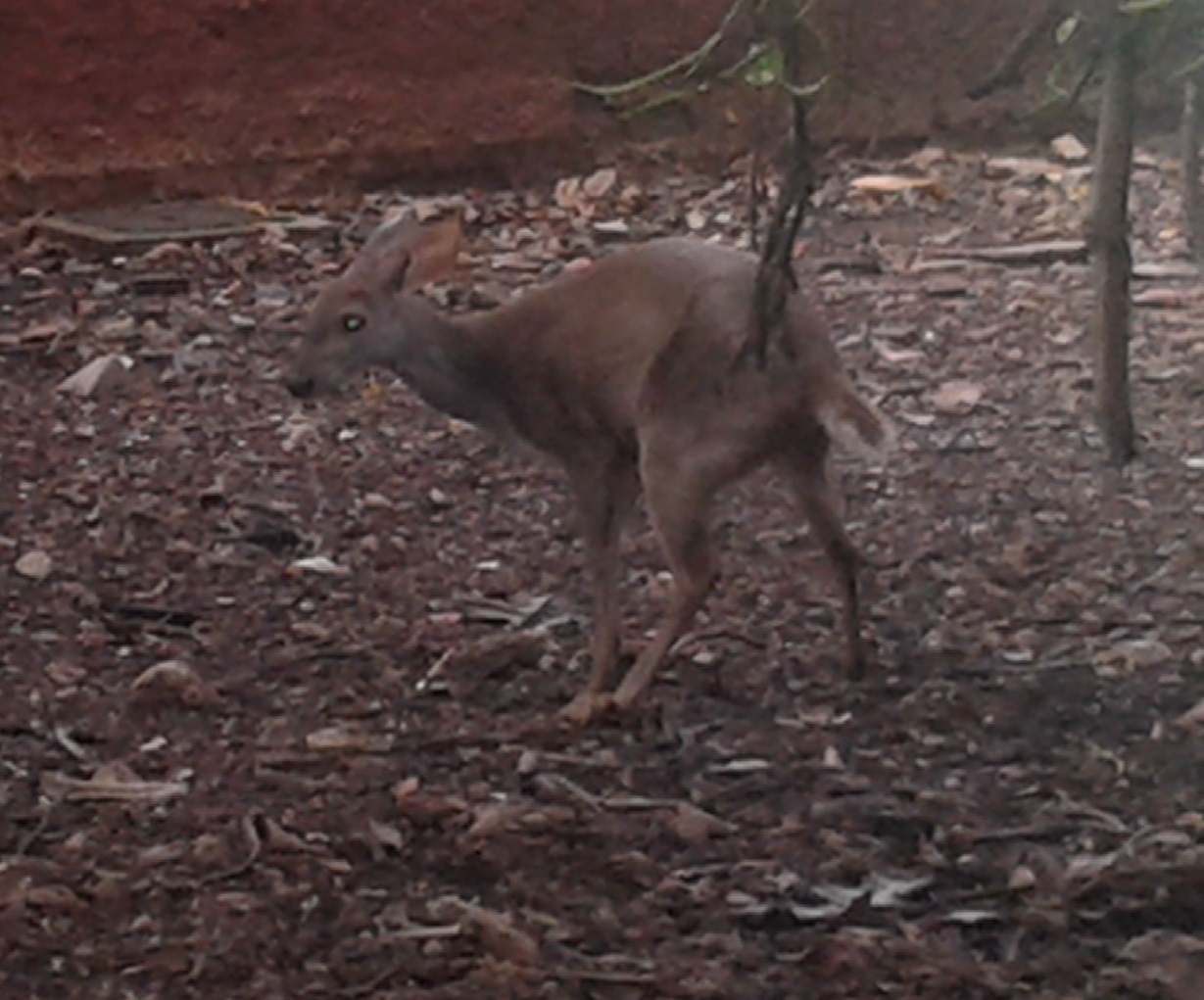 Yucatan brocket deer