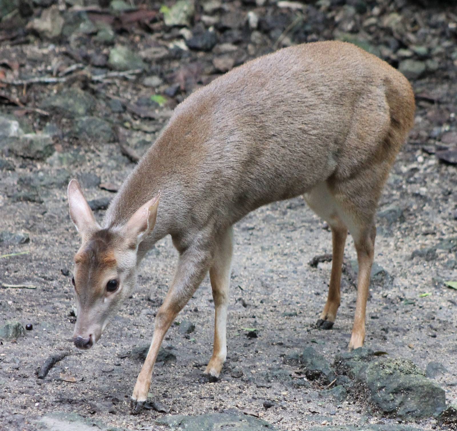 Yucatan brocket deer
