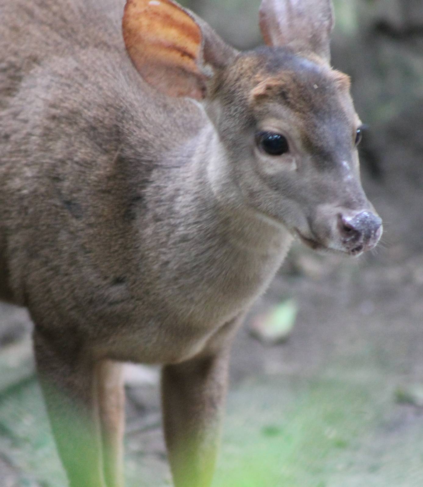 Yucatan brocket deer