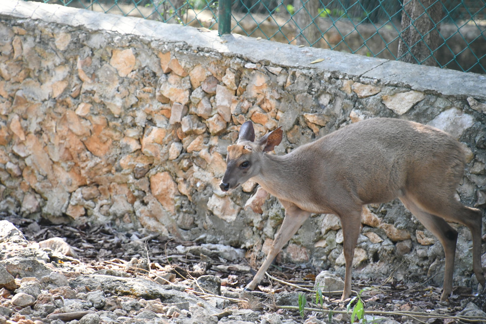 Yucatan Brocket Deer