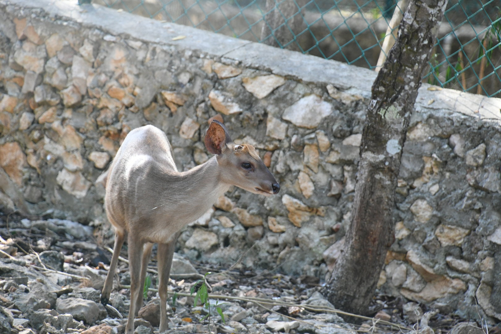 Yucatan Brocket Deer