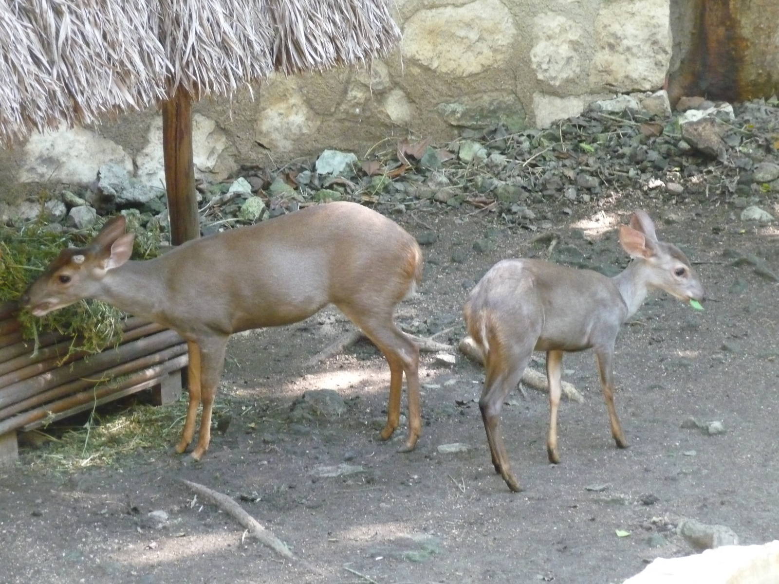 yucatan brown brocket deer xcaret park