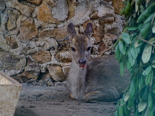 Yucatan brown brocket (Mazama pandora)