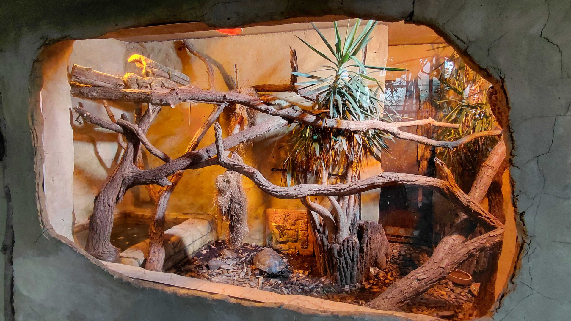 Yucatan - caiman lizard+tortoise exhibit