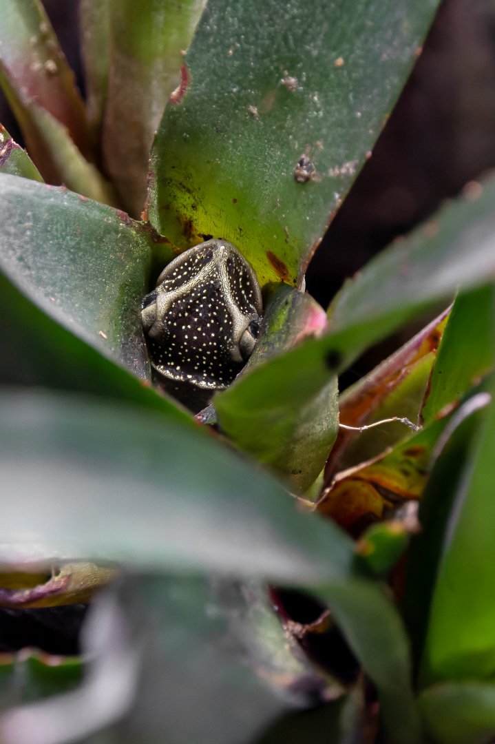 Yucatán casque headed tree frog (Triprion petasatus)