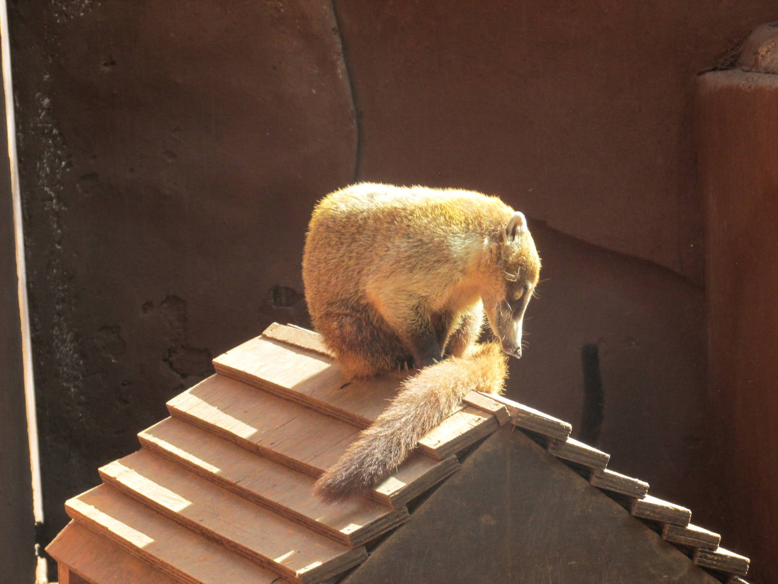 yucatan coati centenario zoo