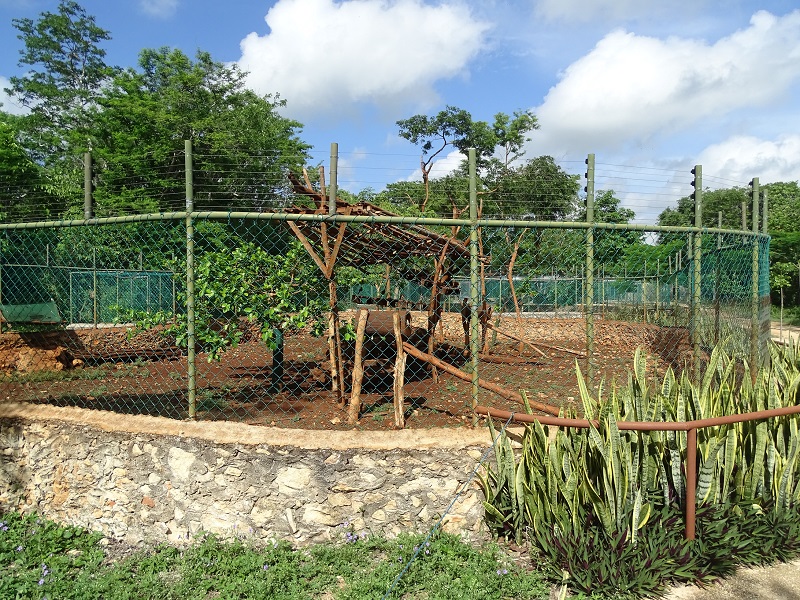 Yucatan coati enclosure