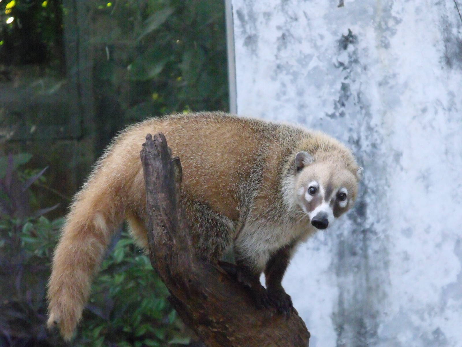 Yucatan coati (Nasua n. yucatanica)