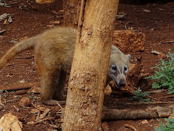 Yucatan coati (Nasua narica yucatanica)