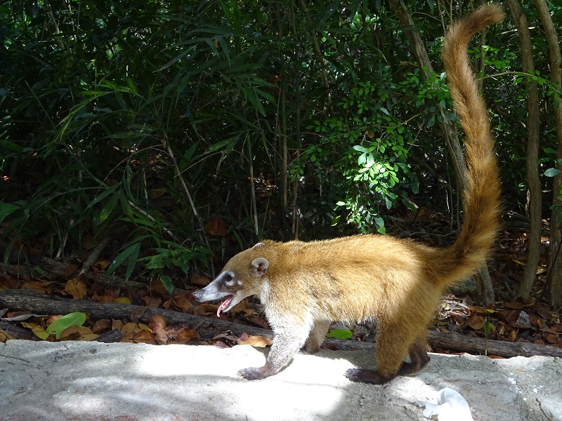 Yucatan coati (Nasua narica yucatanica)