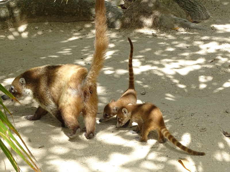 Yucatan coati (Nasua narica yucatanica)