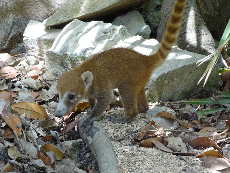 Yucatan coati (Nasua narica yucatanica)