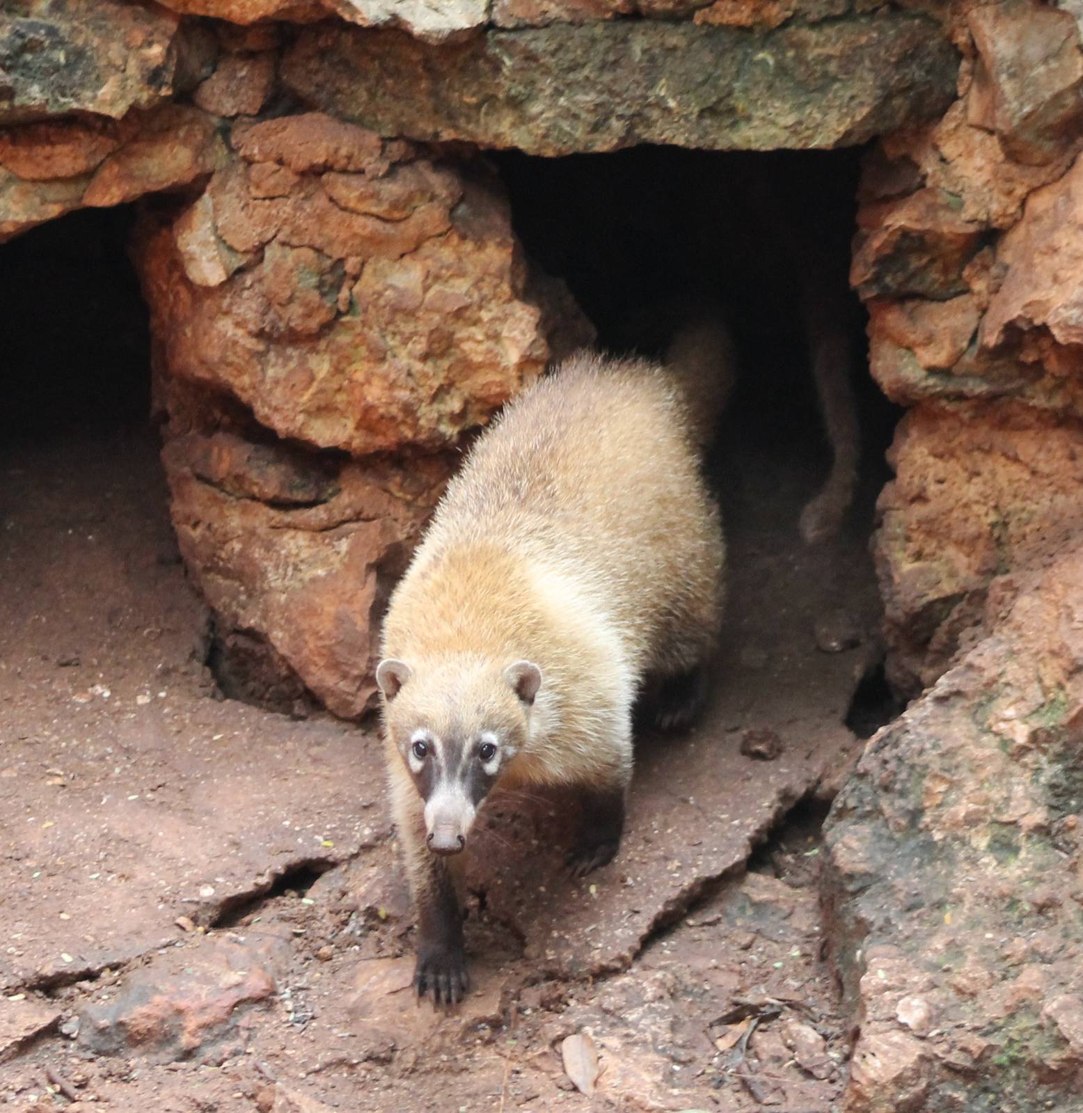 Yucatan coati
