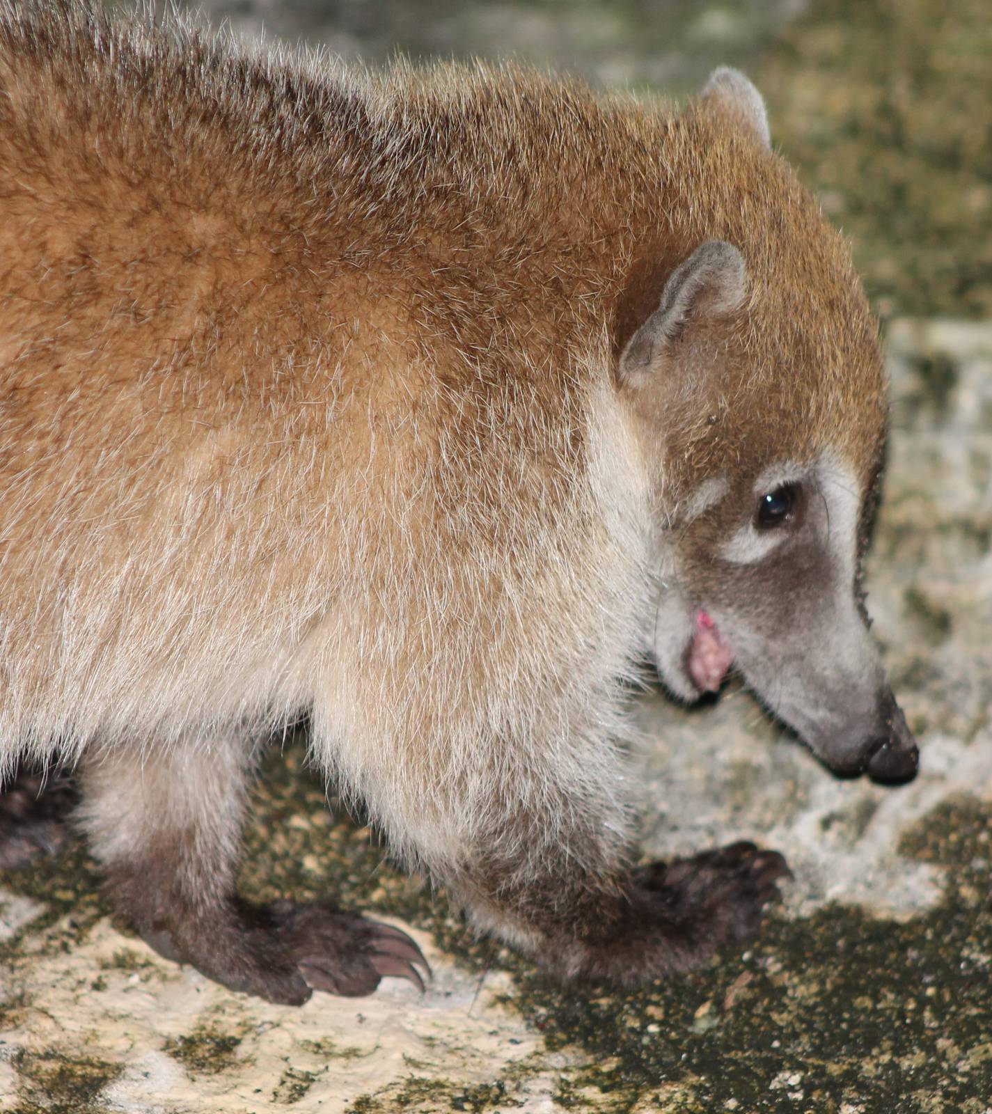 Yucatan coati