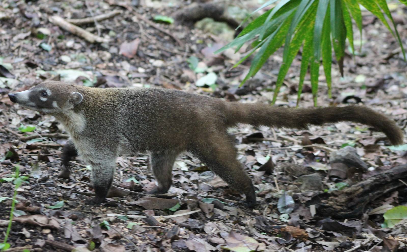 Yucatan coati