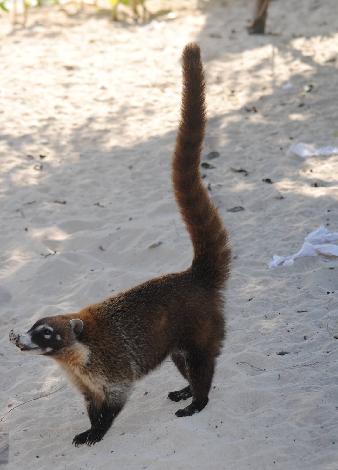 Yucatan Coati