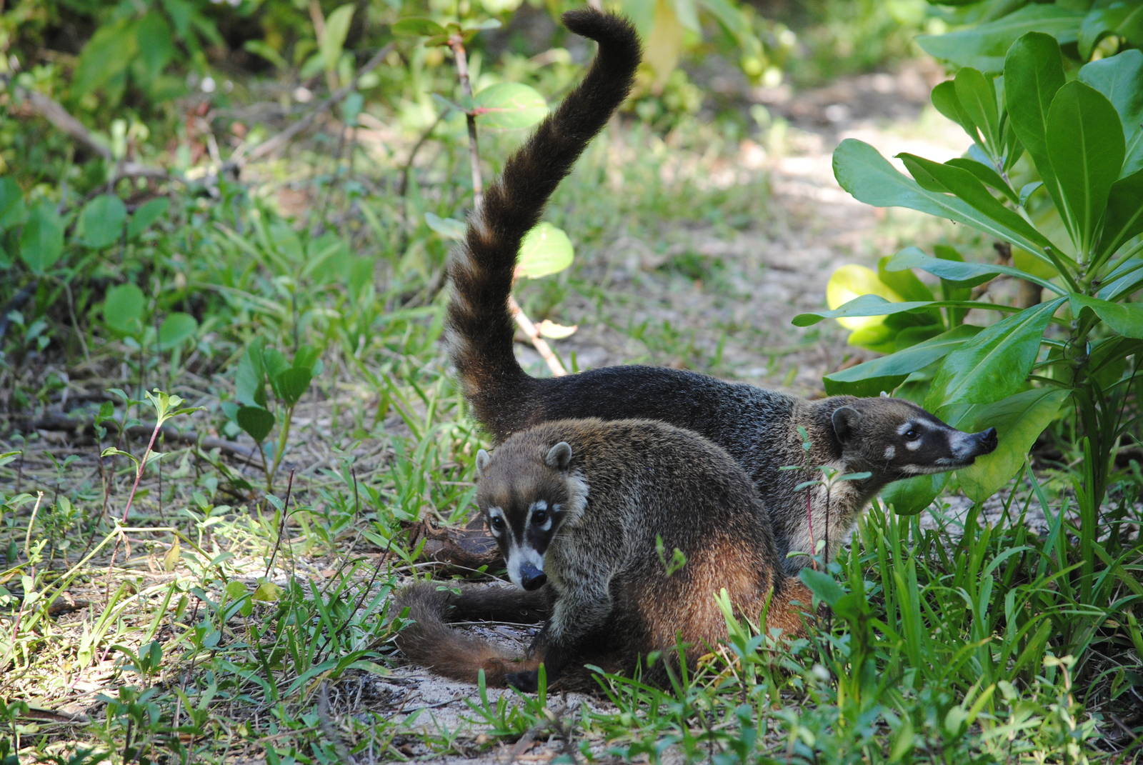 Yucatan Coati