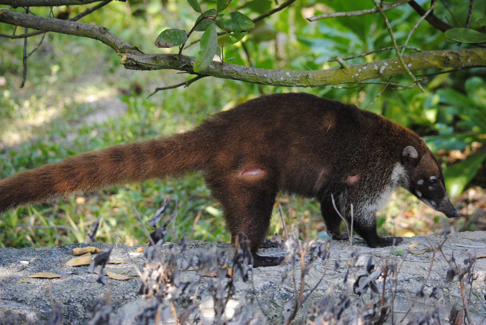 Yucatan Coati