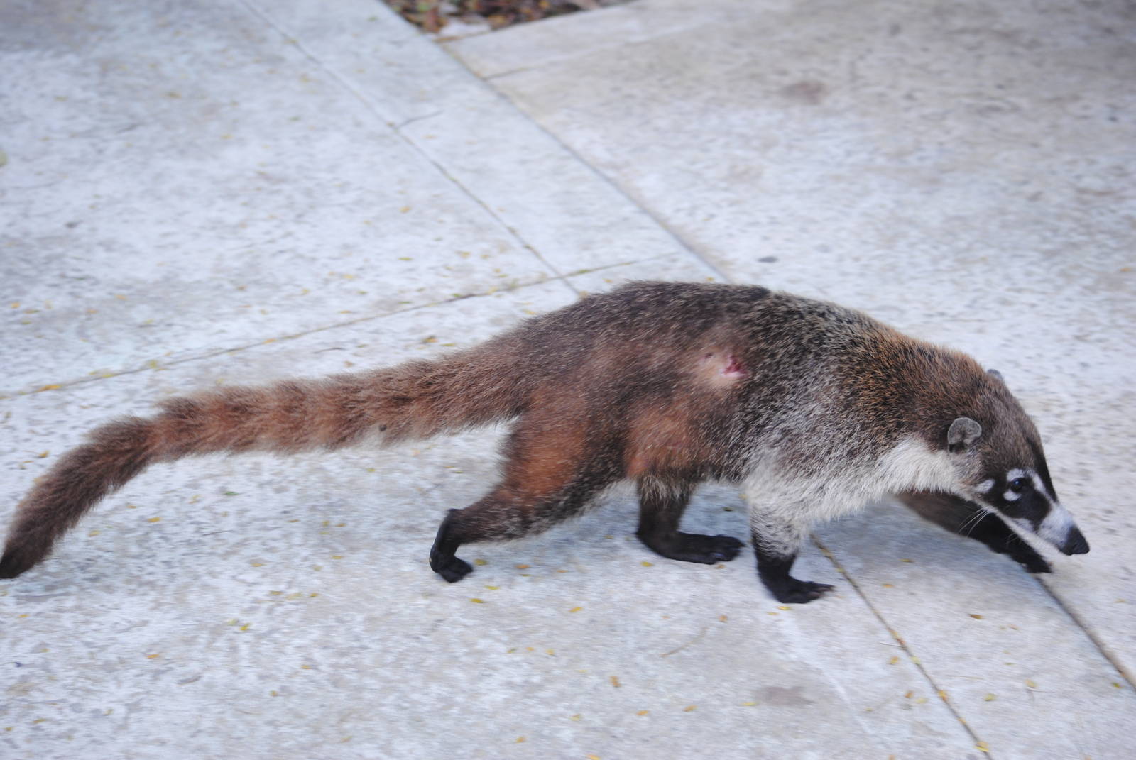 Yucatan Coati