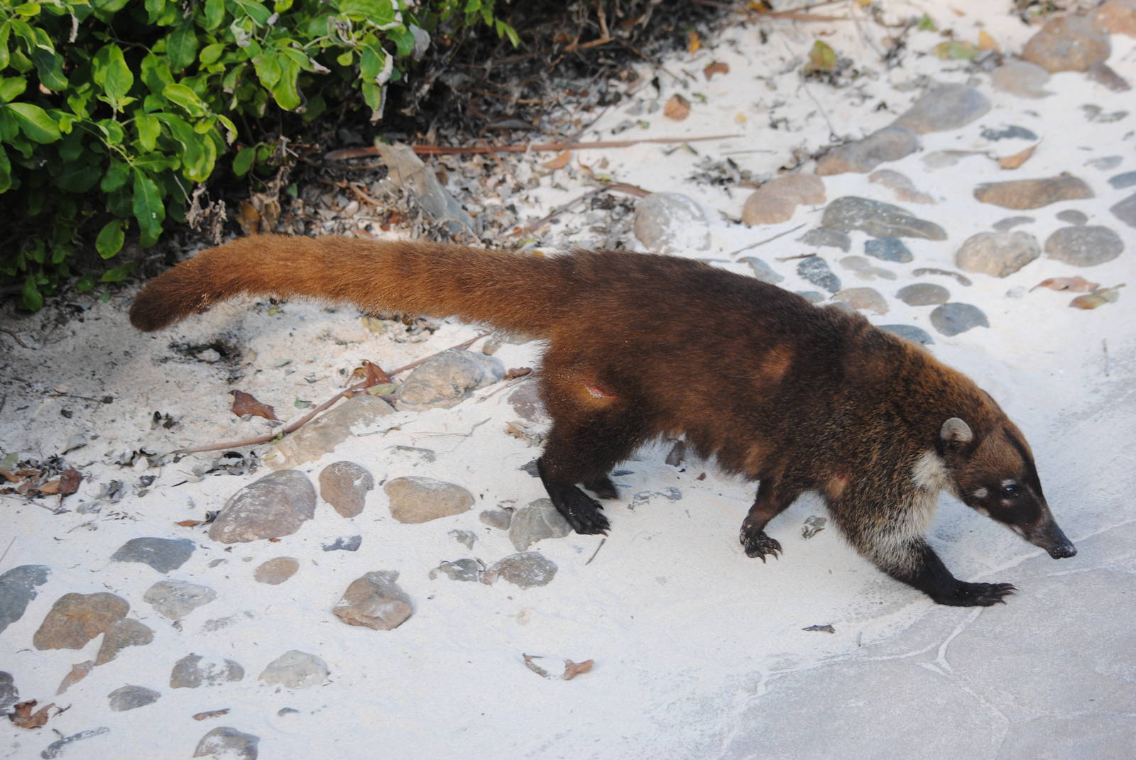 Yucatan Coati