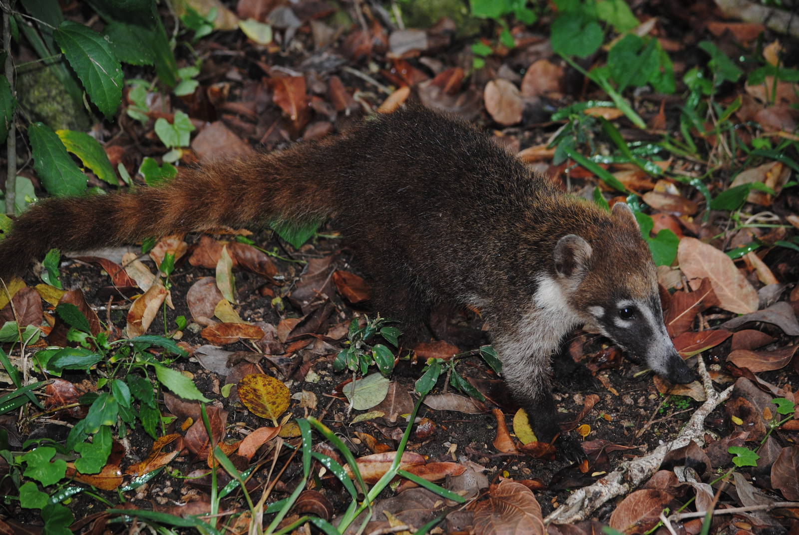 Yucatan Coati