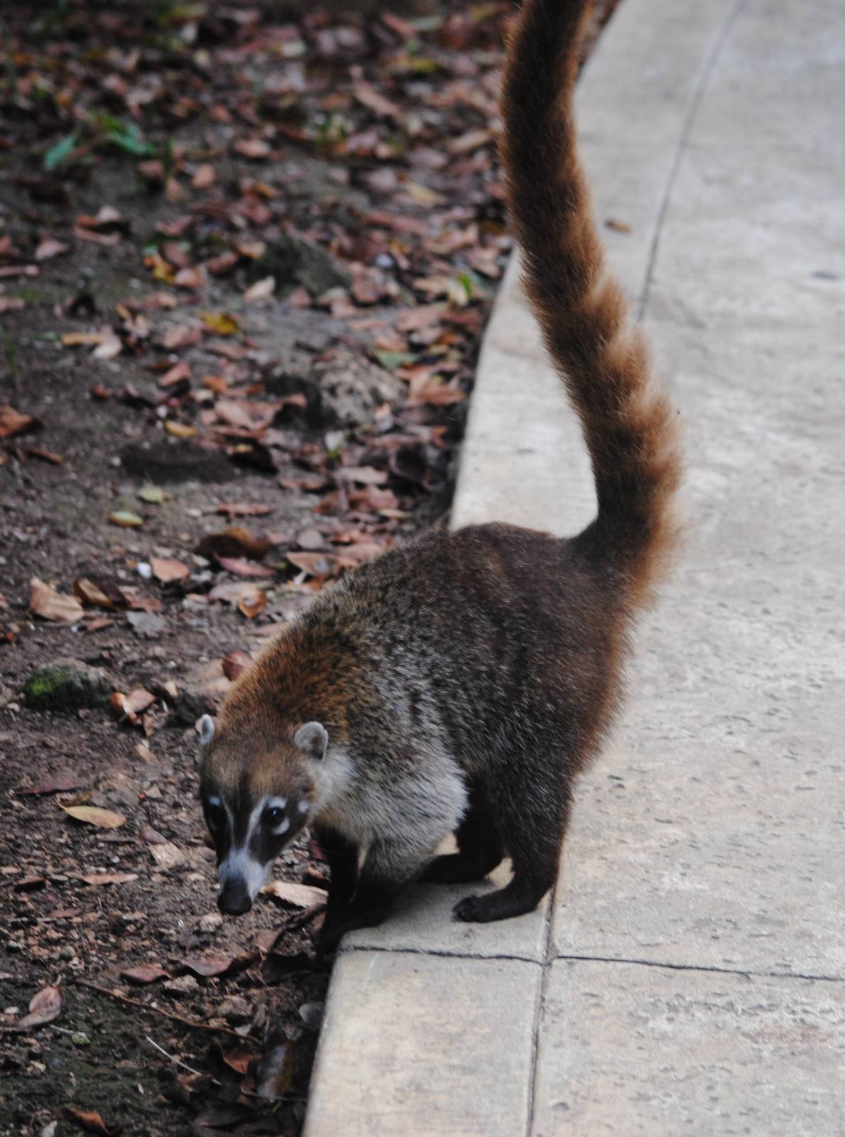 Yucatan Coati