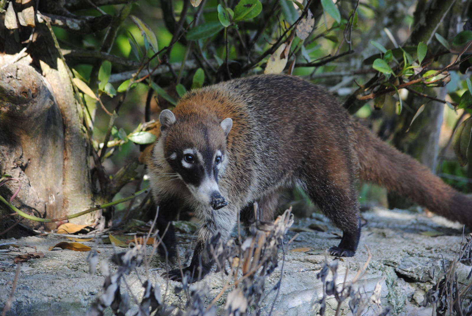 Yucatan Coati