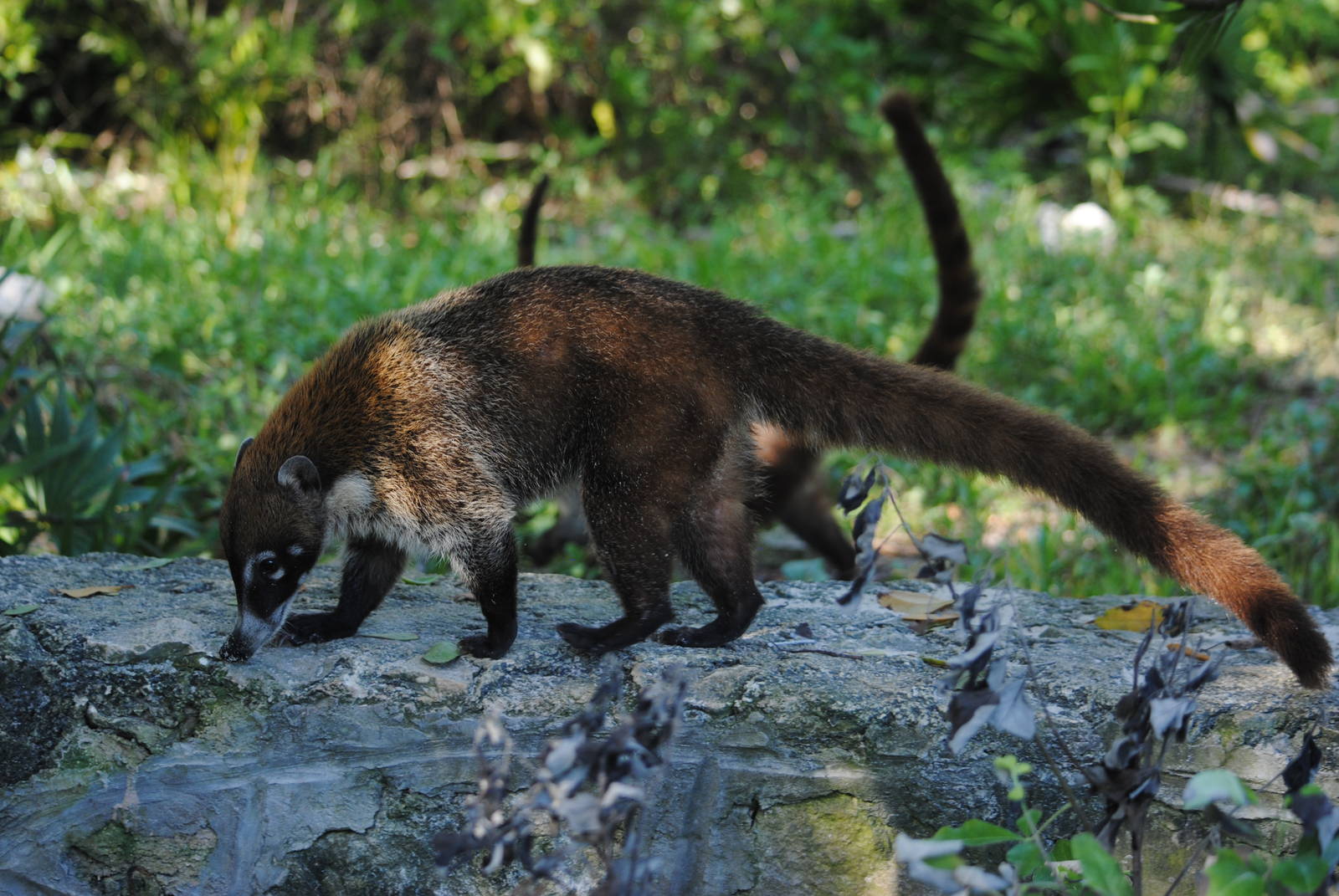 Yucatan Coati