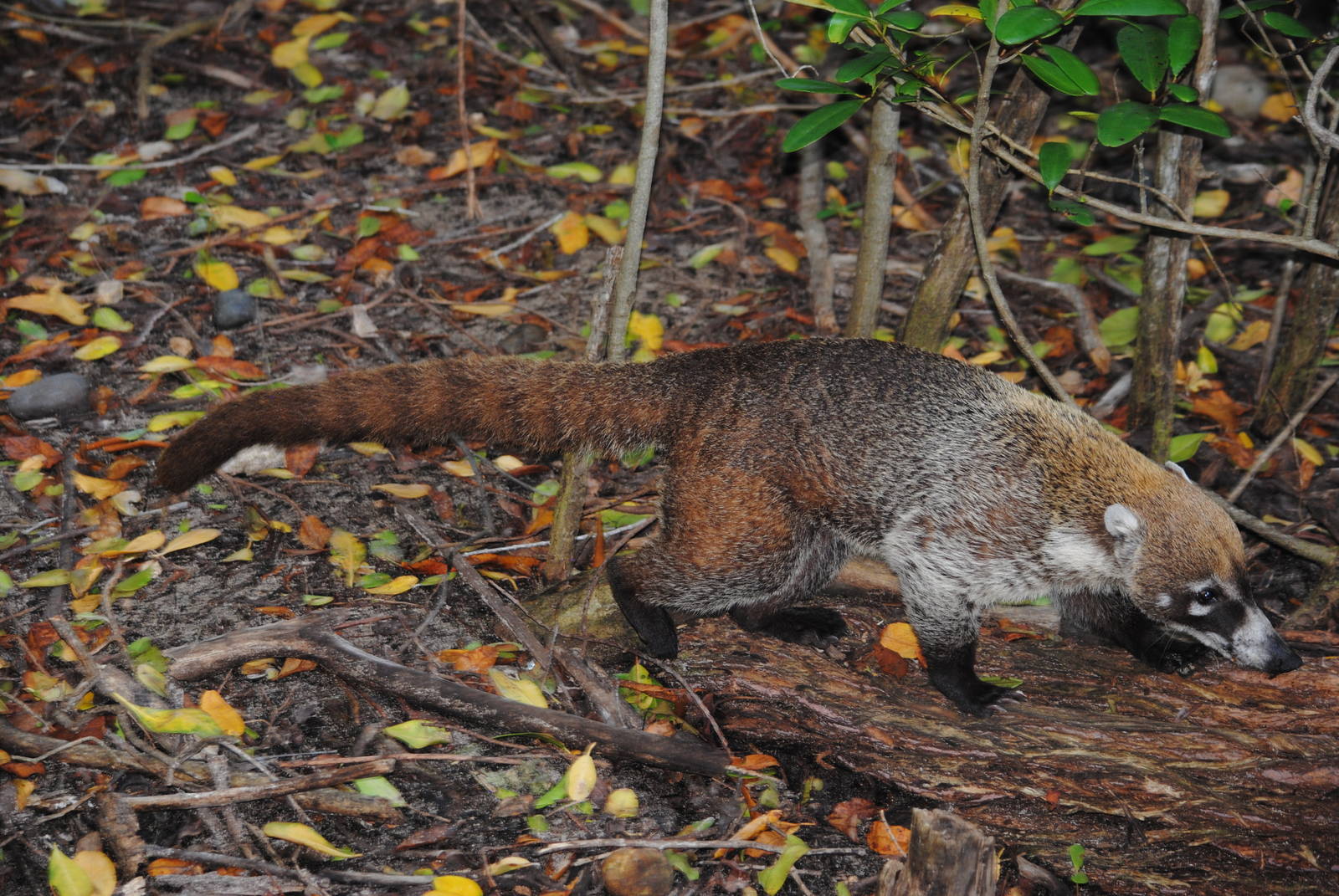 Yucatan Coati