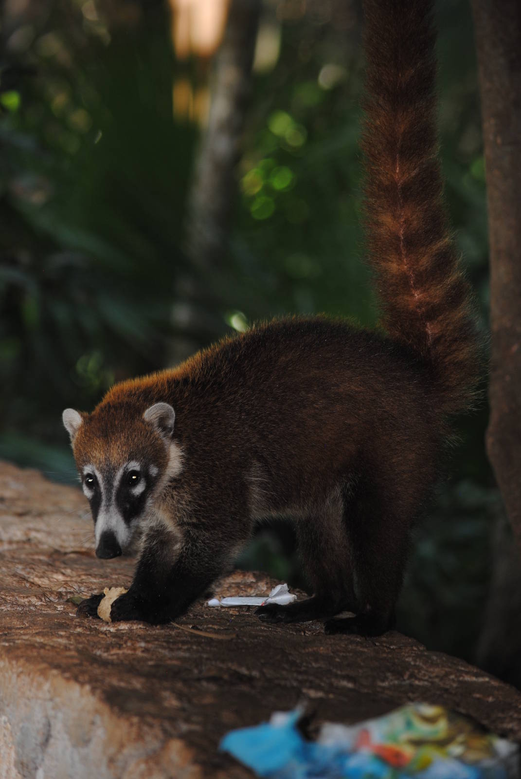 Yucatan Coati