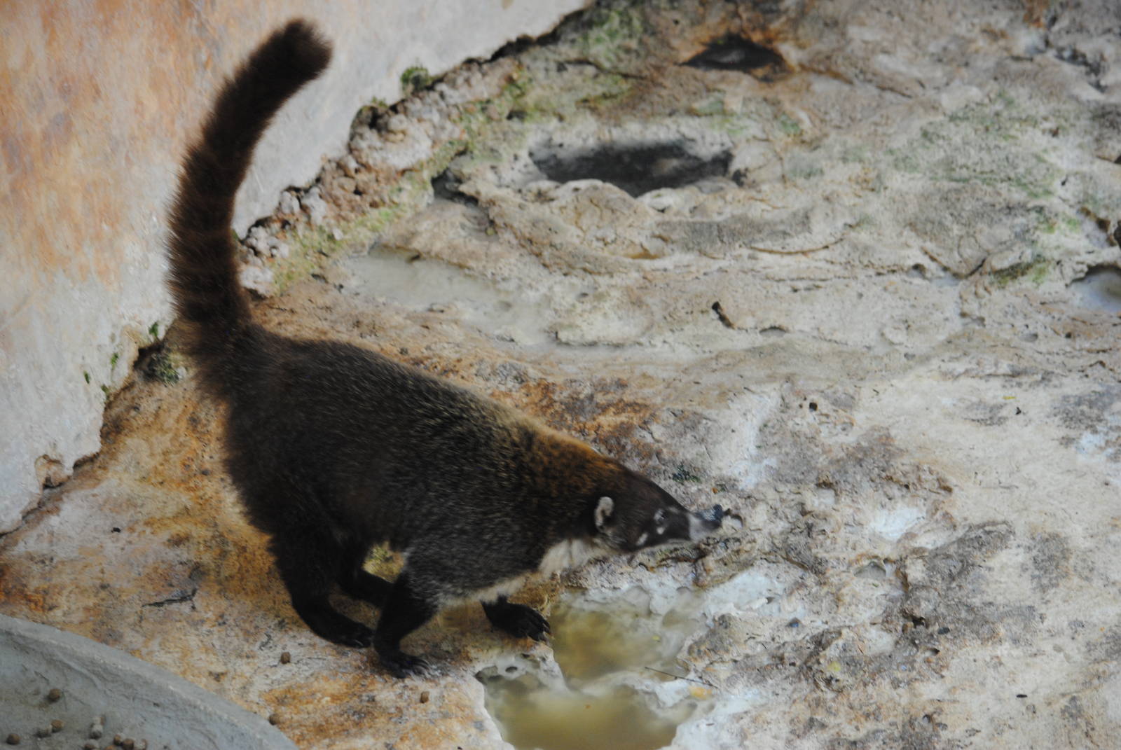 Yucatan Coati
