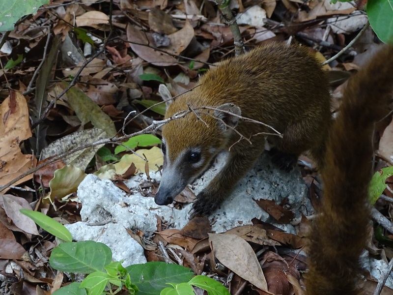 Yucatan coati