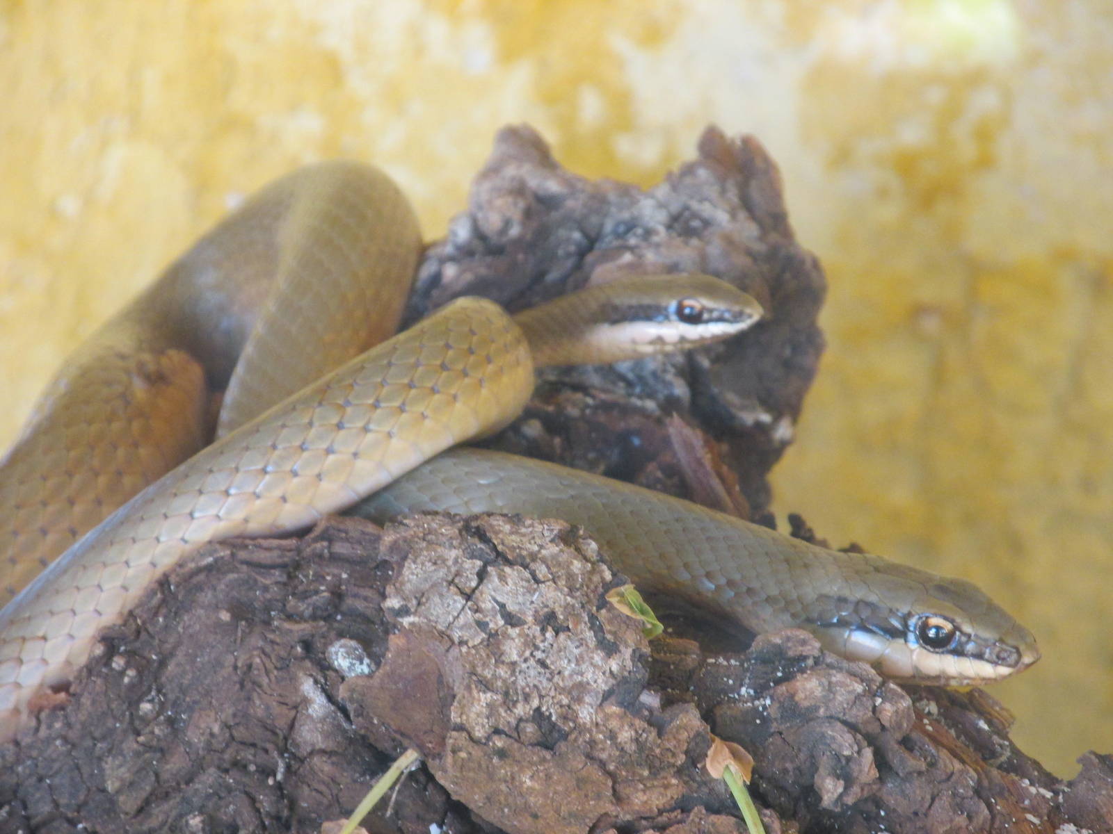 yucatan colubrid snake animaya