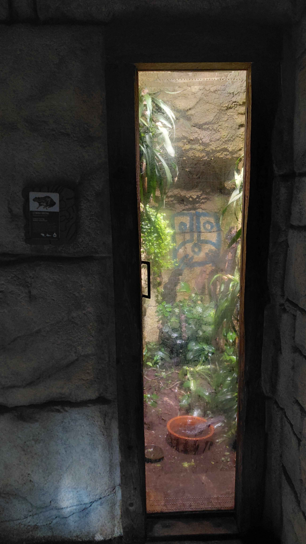 Yucatan - common tree frog exhibit