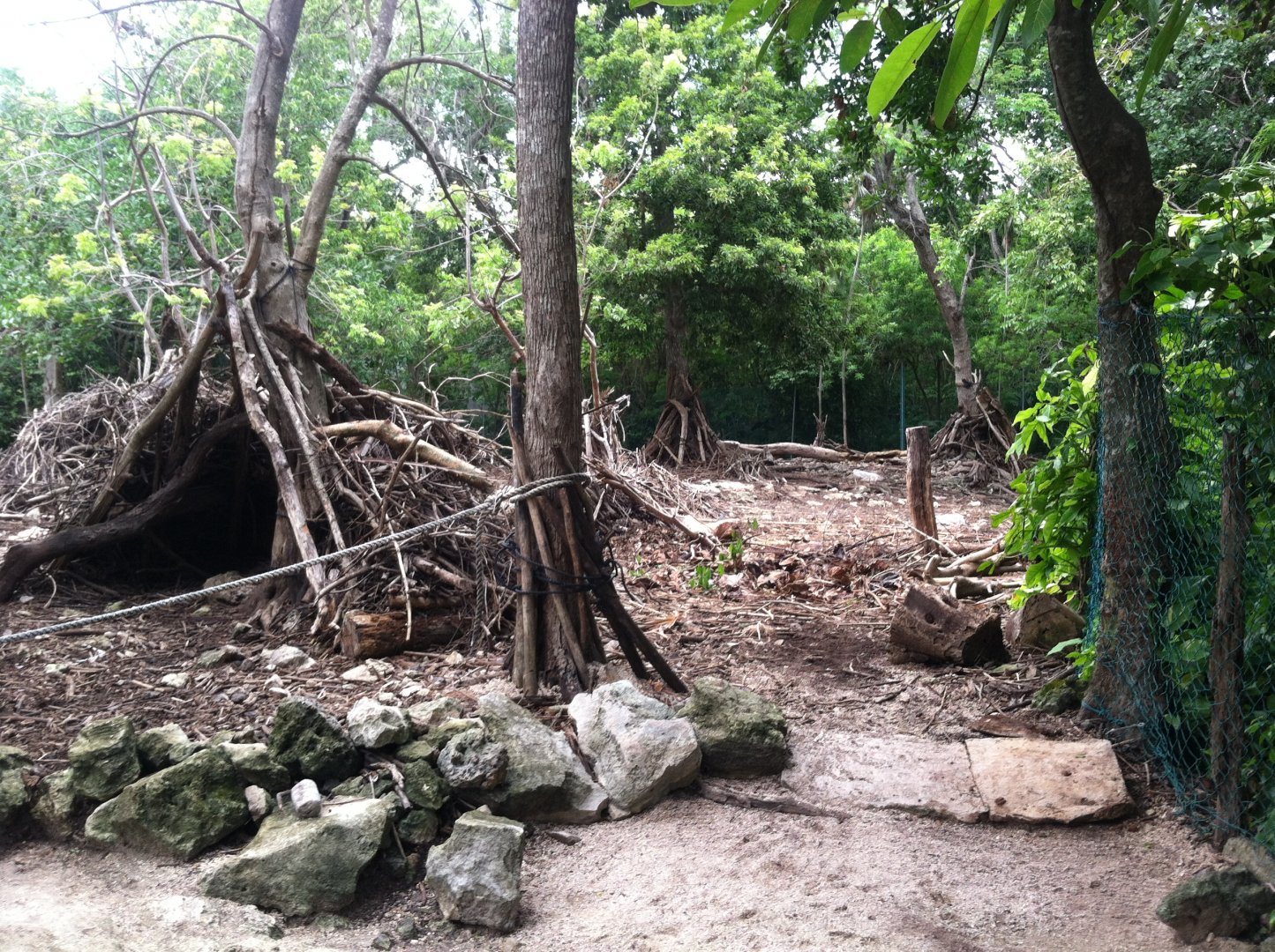 Yucatan deer exhibit