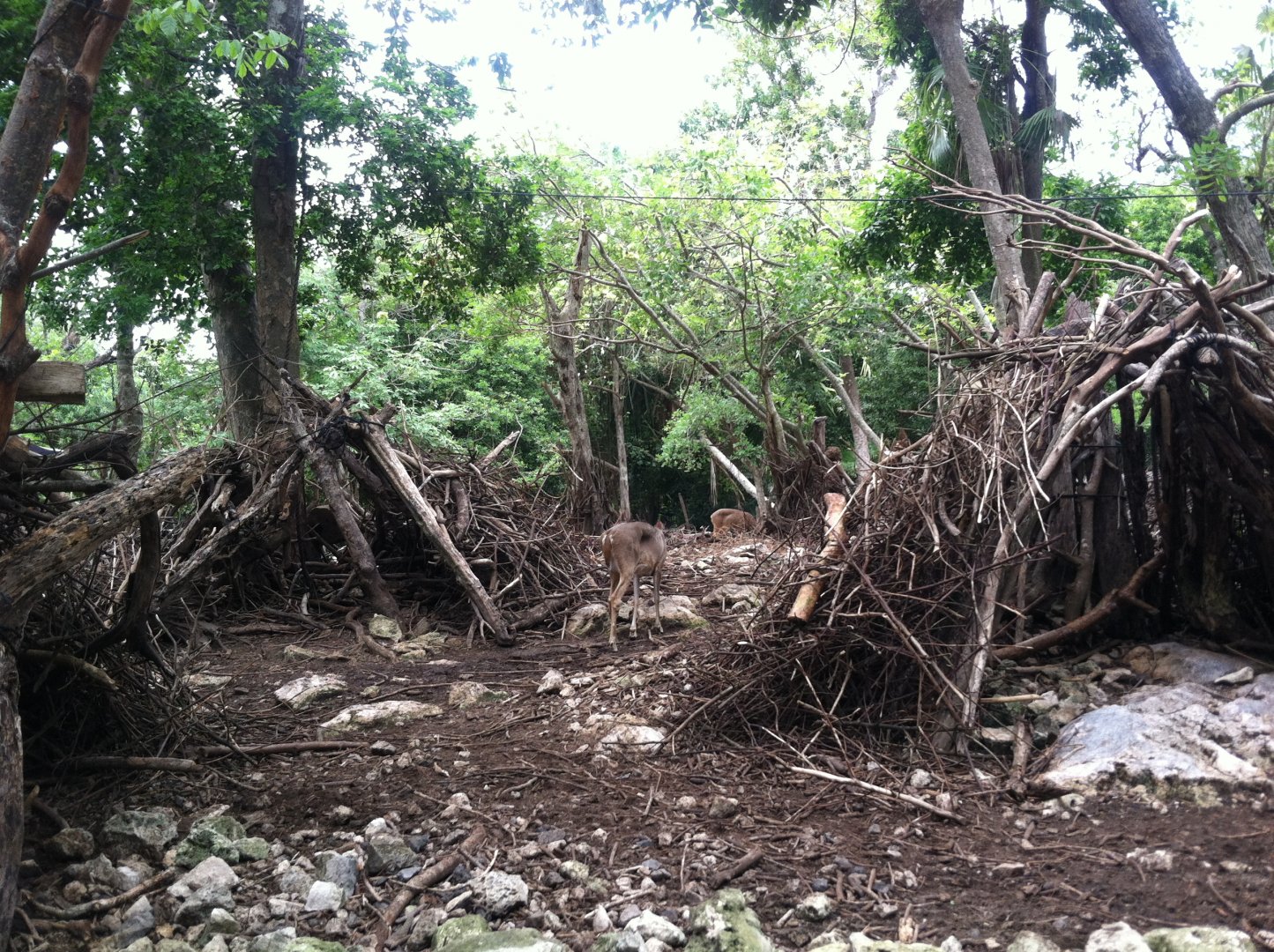Yucatan deer exhibit